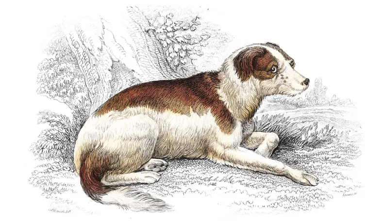 Blessed are the Merciful: The Case for Animal Welfare